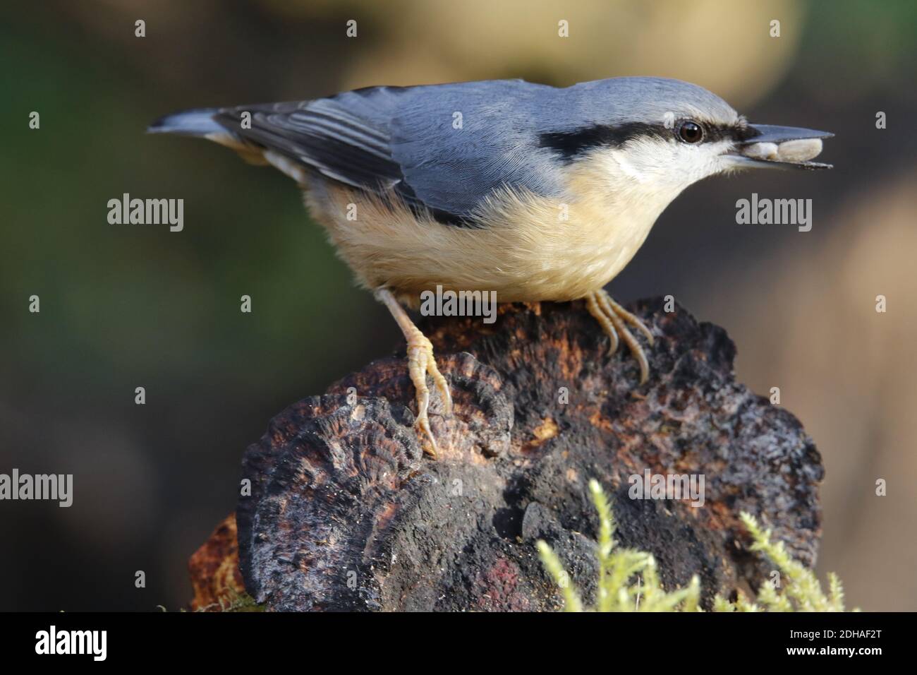 La récolte de nuthatch eurasien dans les bois Banque D'Images