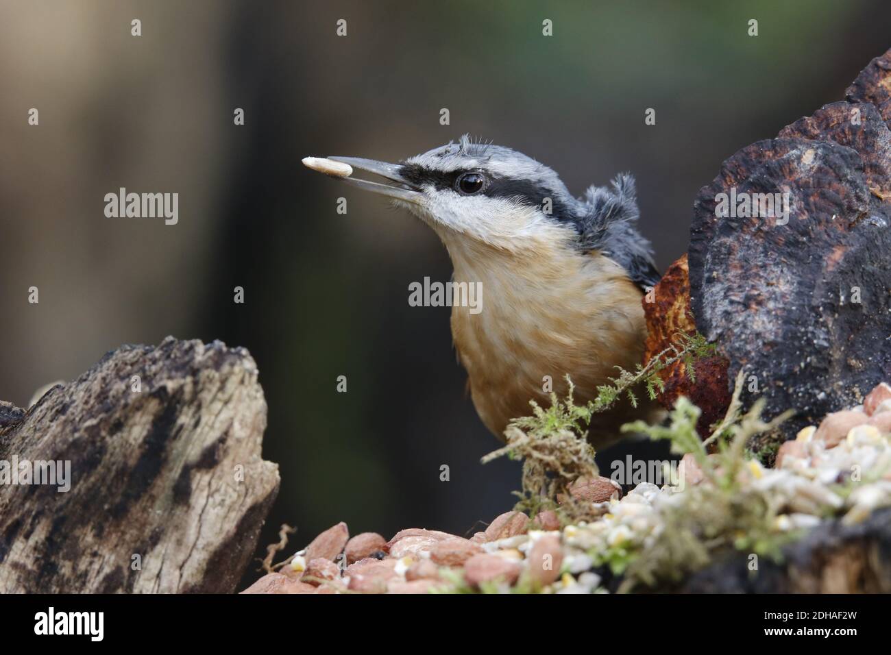 La récolte de nuthatch eurasien dans les bois Banque D'Images