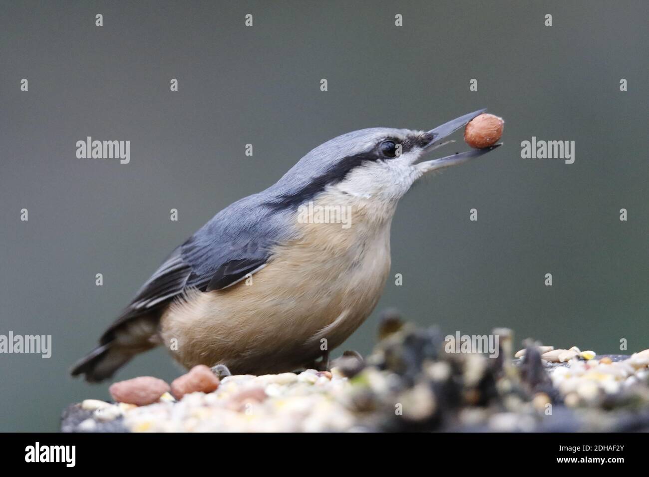 La récolte de nuthatch eurasien dans les bois Banque D'Images