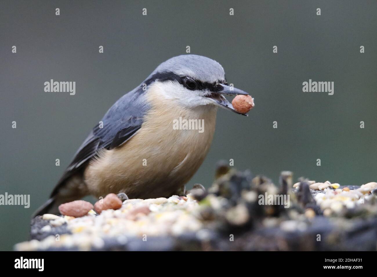 La récolte de nuthatch eurasien dans les bois Banque D'Images