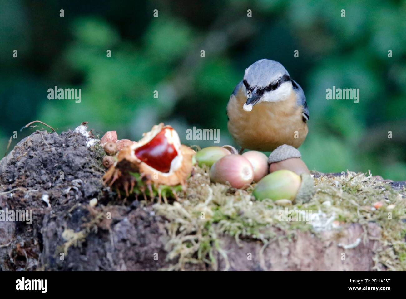 La récolte de nuthatch eurasien dans les bois Banque D'Images