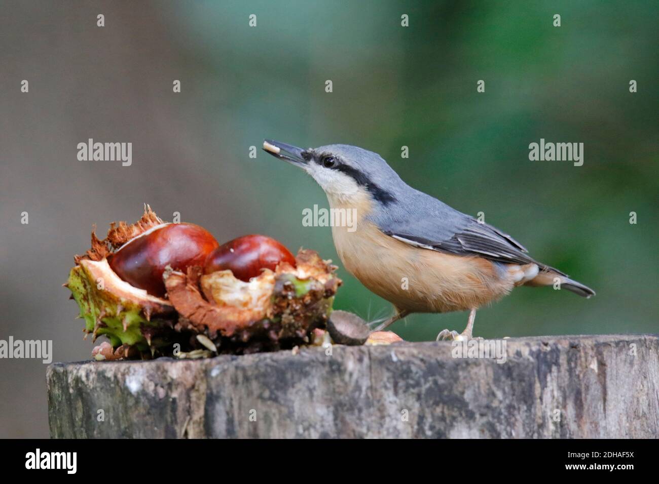 La récolte de nuthatch eurasien dans les bois Banque D'Images