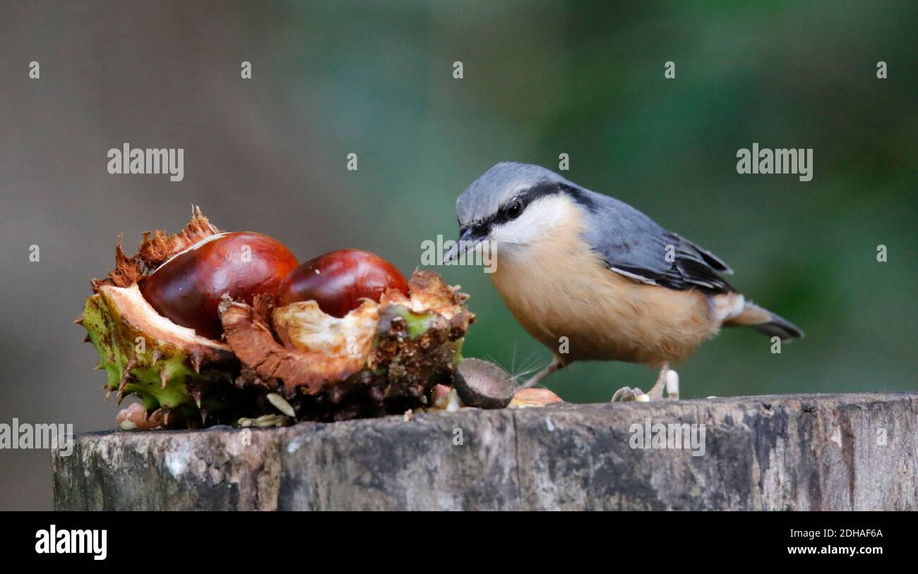 La récolte de nuthatch eurasien dans les bois Banque D'Images