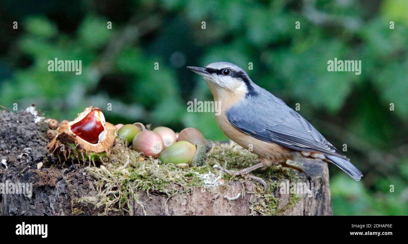 La récolte de nuthatch eurasien dans les bois Banque D'Images