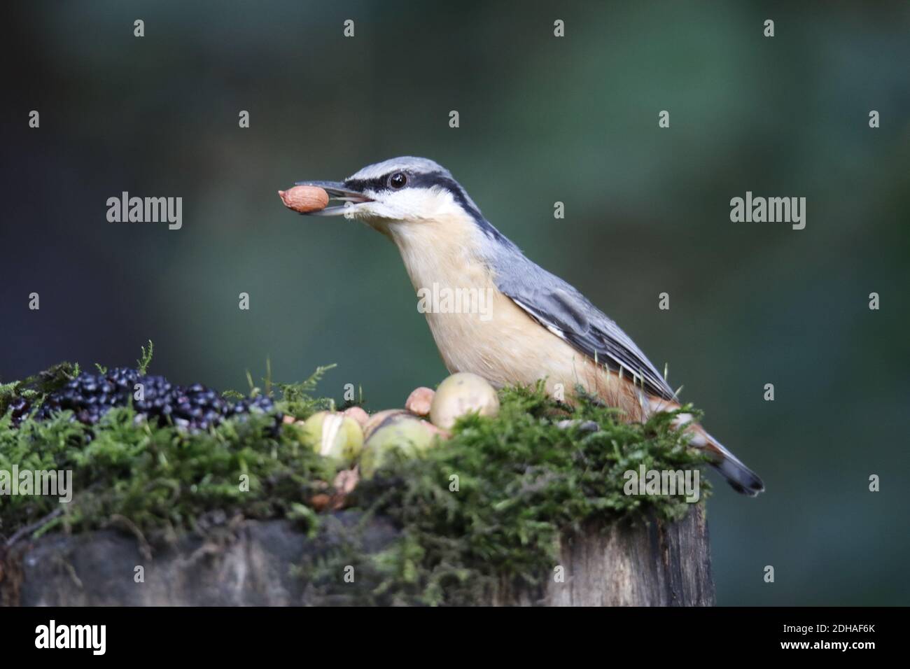 La récolte de nuthatch eurasien dans les bois Banque D'Images