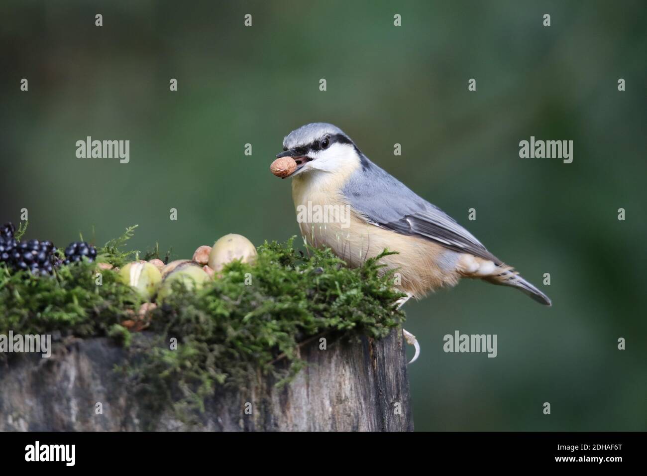 La récolte de nuthatch eurasien dans les bois Banque D'Images