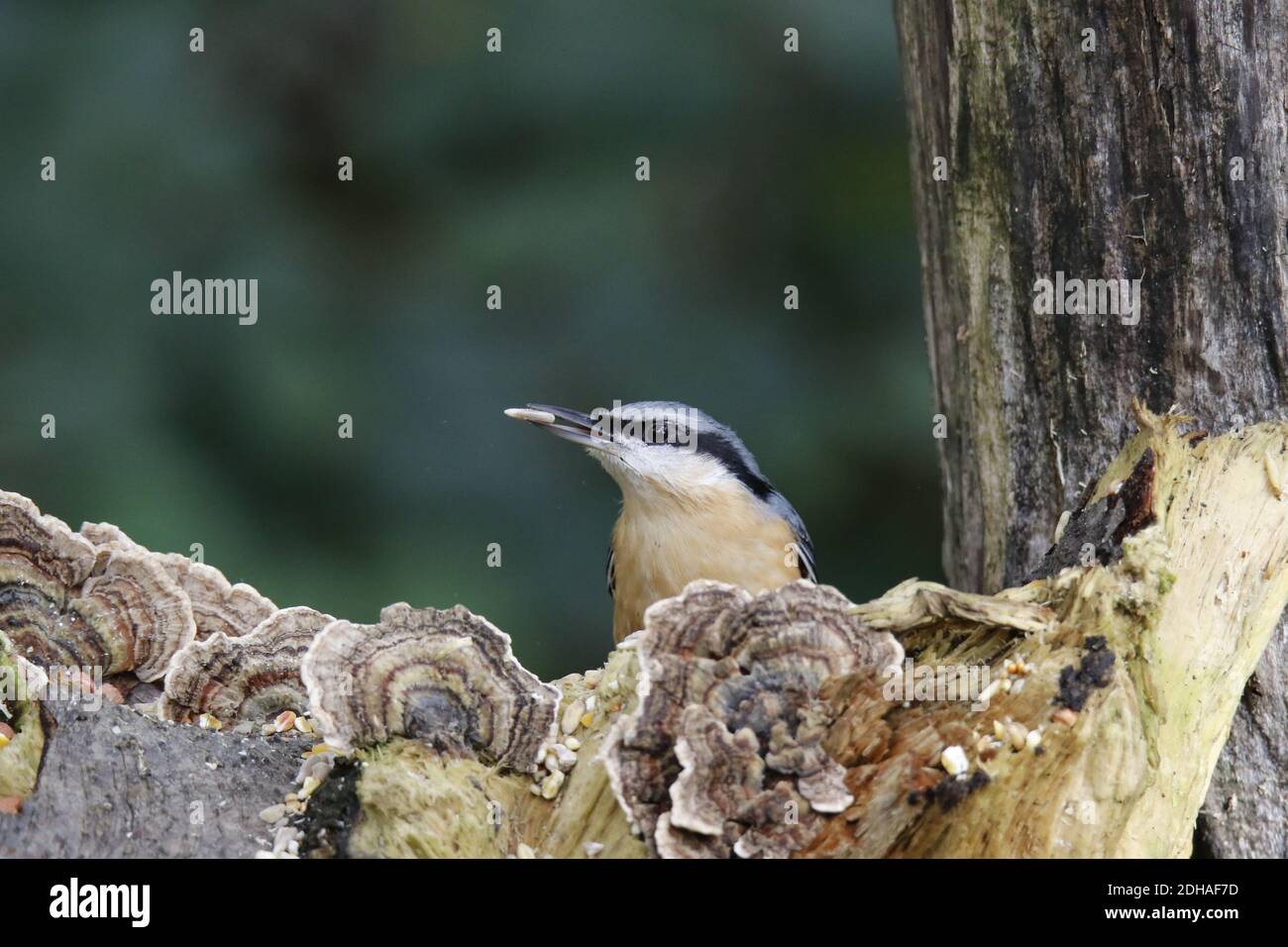 La récolte de nuthatch eurasien dans les bois Banque D'Images