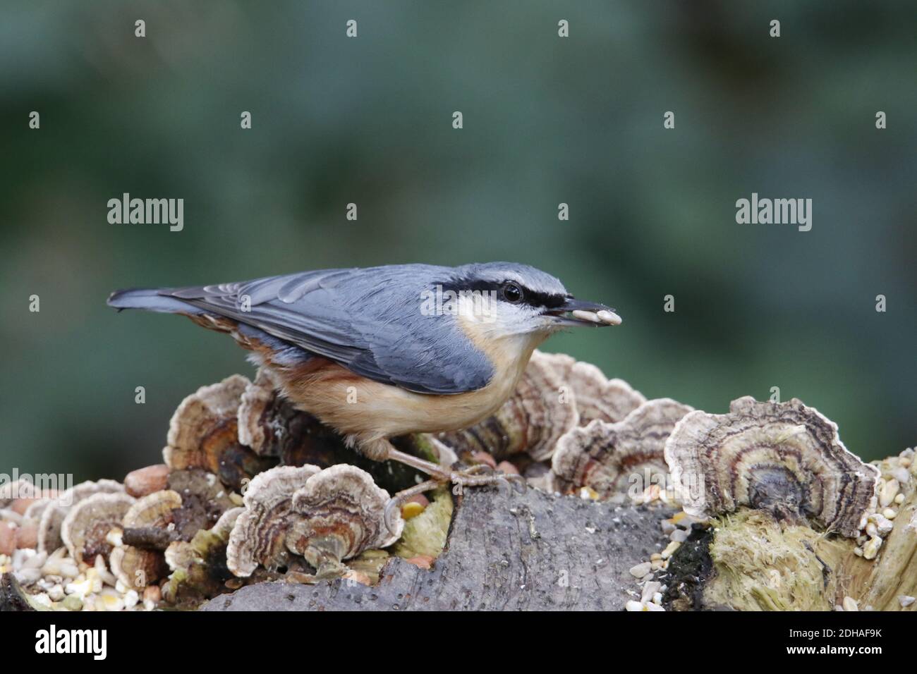 La récolte de nuthatch eurasien dans les bois Banque D'Images