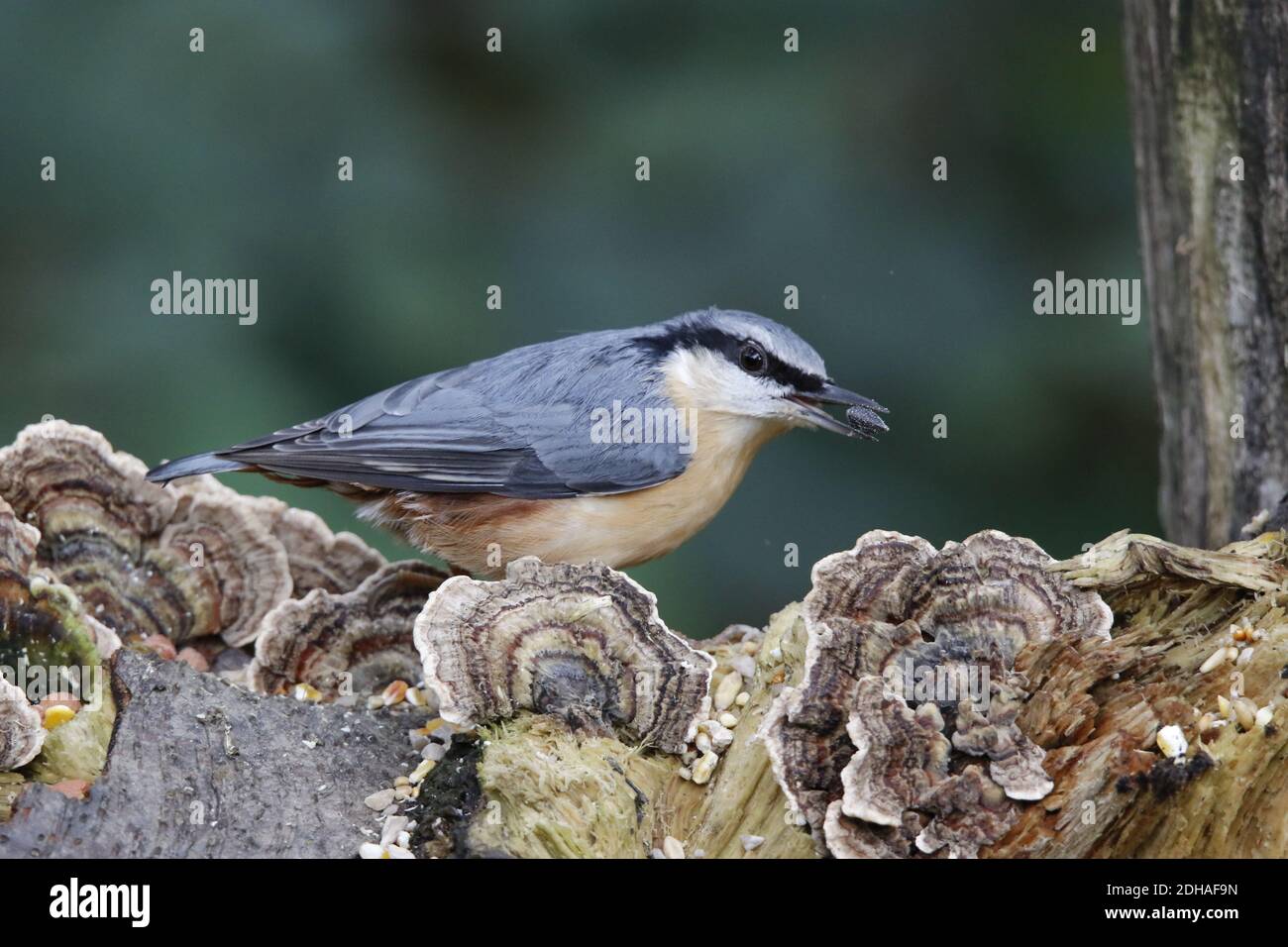 La récolte de nuthatch eurasien dans les bois Banque D'Images