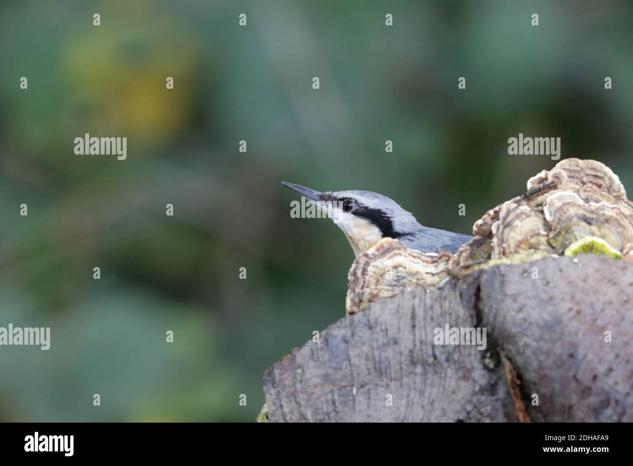 La récolte de nuthatch eurasien dans les bois Banque D'Images
