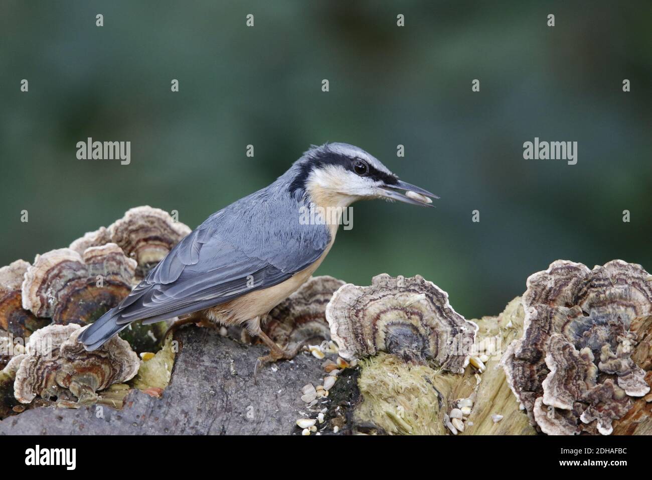 La récolte de nuthatch eurasien dans les bois Banque D'Images