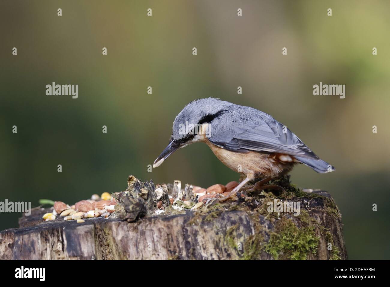 La récolte de nuthatch eurasien dans les bois Banque D'Images