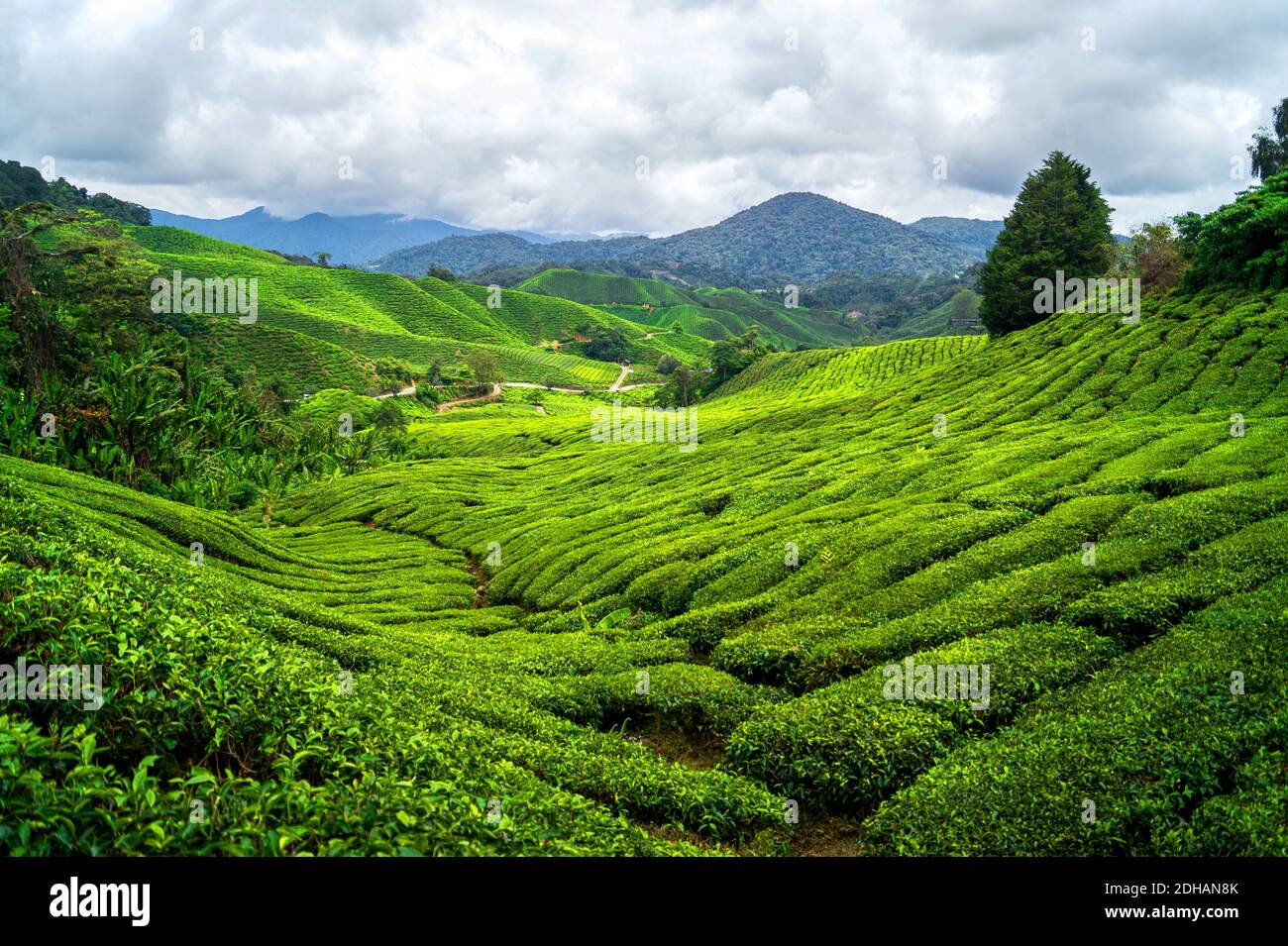 tea plantation in the mountains of cameron highlands in malaysia Banque D'Images