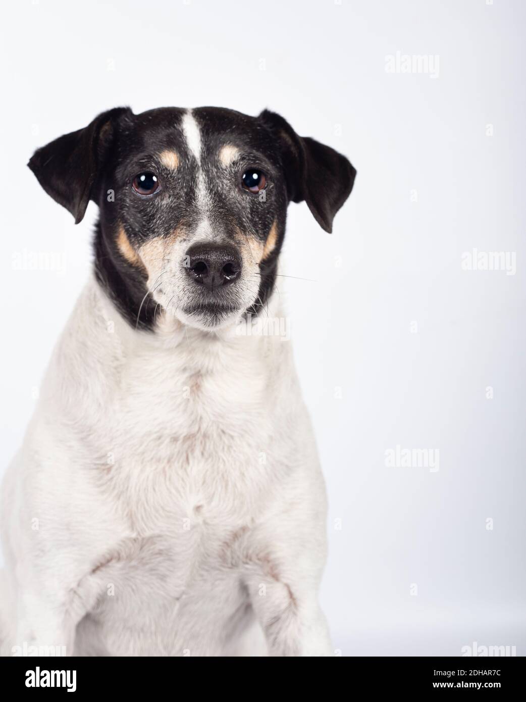Portrait de chien errant en studio photo sur fond blanc pour adoption. Journée internationale des animaux sans abri Banque D'Images