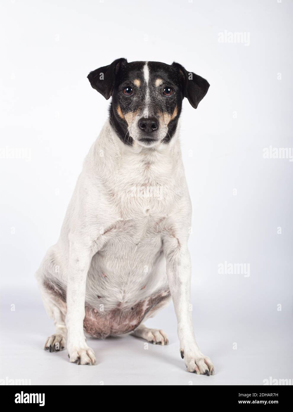 Portrait d'un chien errant en studio photo sur fond blanc avec espace de copie. Journée internationale des animaux sans abri Banque D'Images