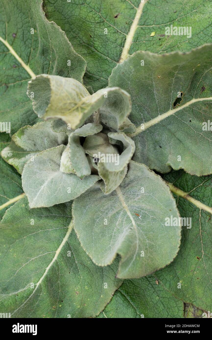 Feuilles vertes avec des plantes de boucles dans la nature. Saison nouvelle vie. Gros plan Banque D'Images