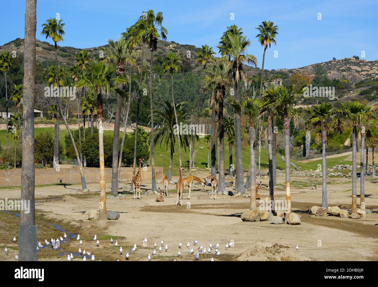 San DIEGO, CA -4 JAN 2020- vue d'une girafe africaine en captivité au San Diego Zoo Safari Park à San Diego, Californie, États-Unis Banque D'Images