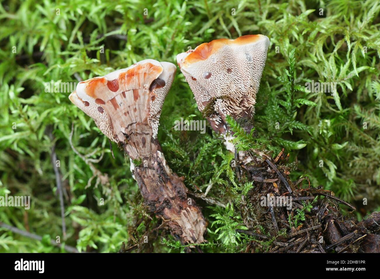 Hydnellum peckii, connu sous le nom de fraise et crème, le saignement et la dent Hydnellum saignements champignon, champignons sauvages de Finlande Banque D'Images