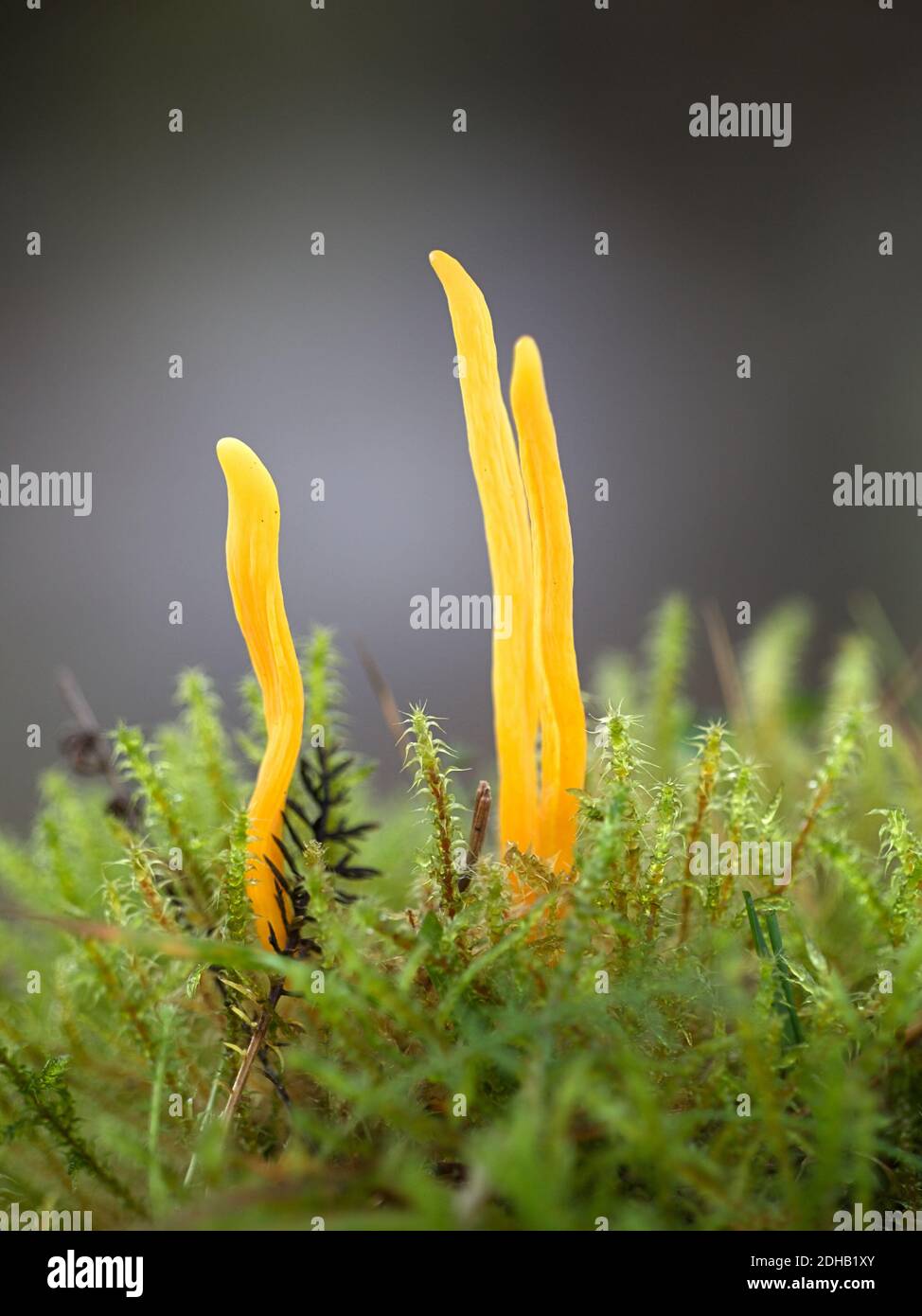 Clavulinopsis helvola, champignon de club doré, champignons sauvages de Finlande Banque D'Images