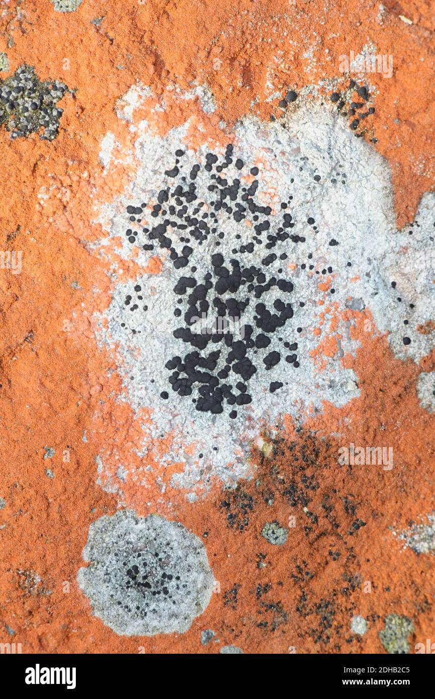 Les Rhizocardons ou les lichens cartographiques sont considérés comme l'organisme vivant le plus ancien sur Terre, estimé à 8,600 ans. Spécimen de Finlande Banque D'Images