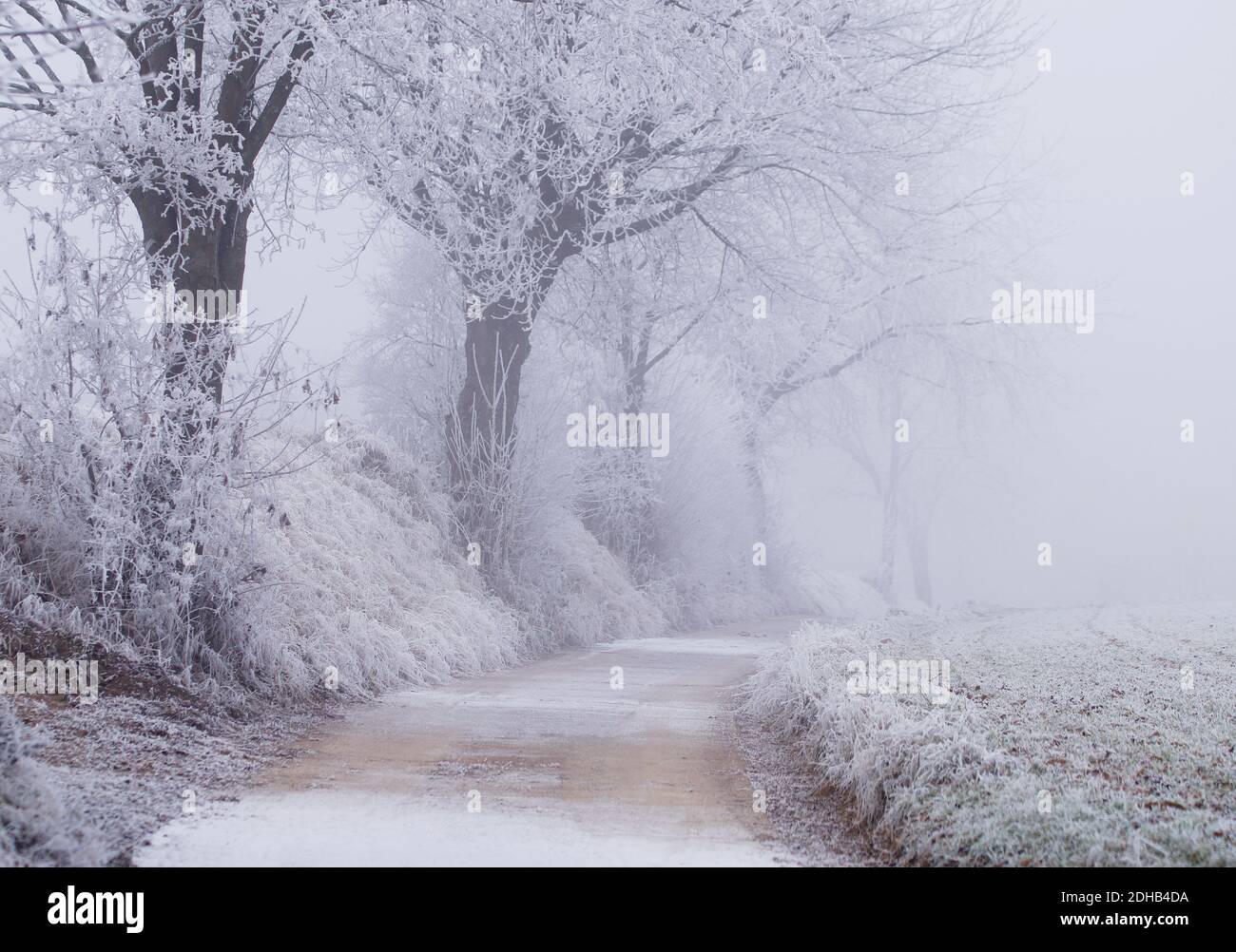 chemin gelé avec arbres, féogy hiver merveilleux Banque D'Images