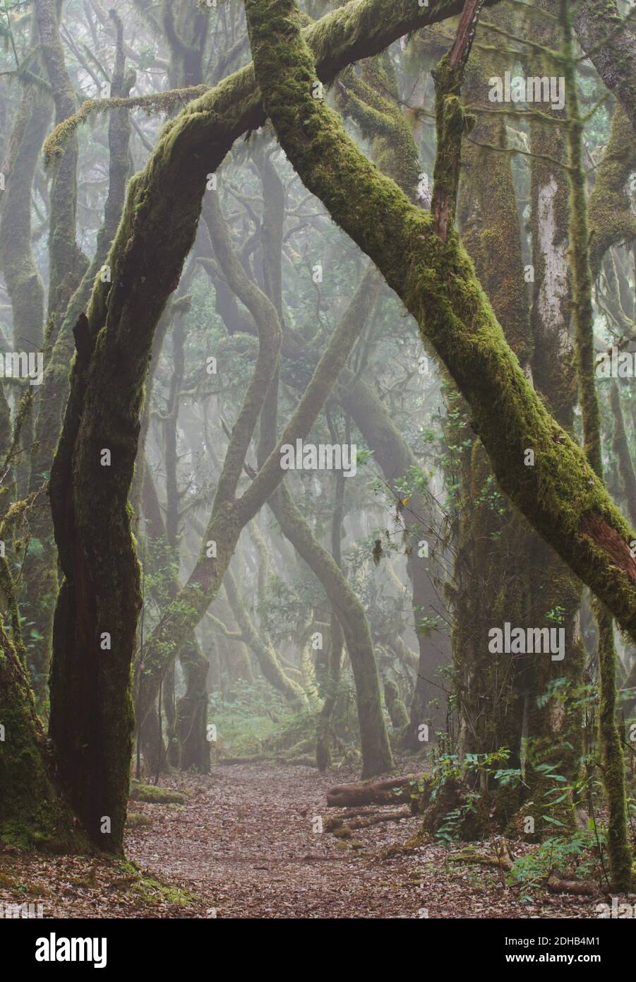 forêt de laurier magique, chemin brumeux et arbres avec mousse Banque D'Images