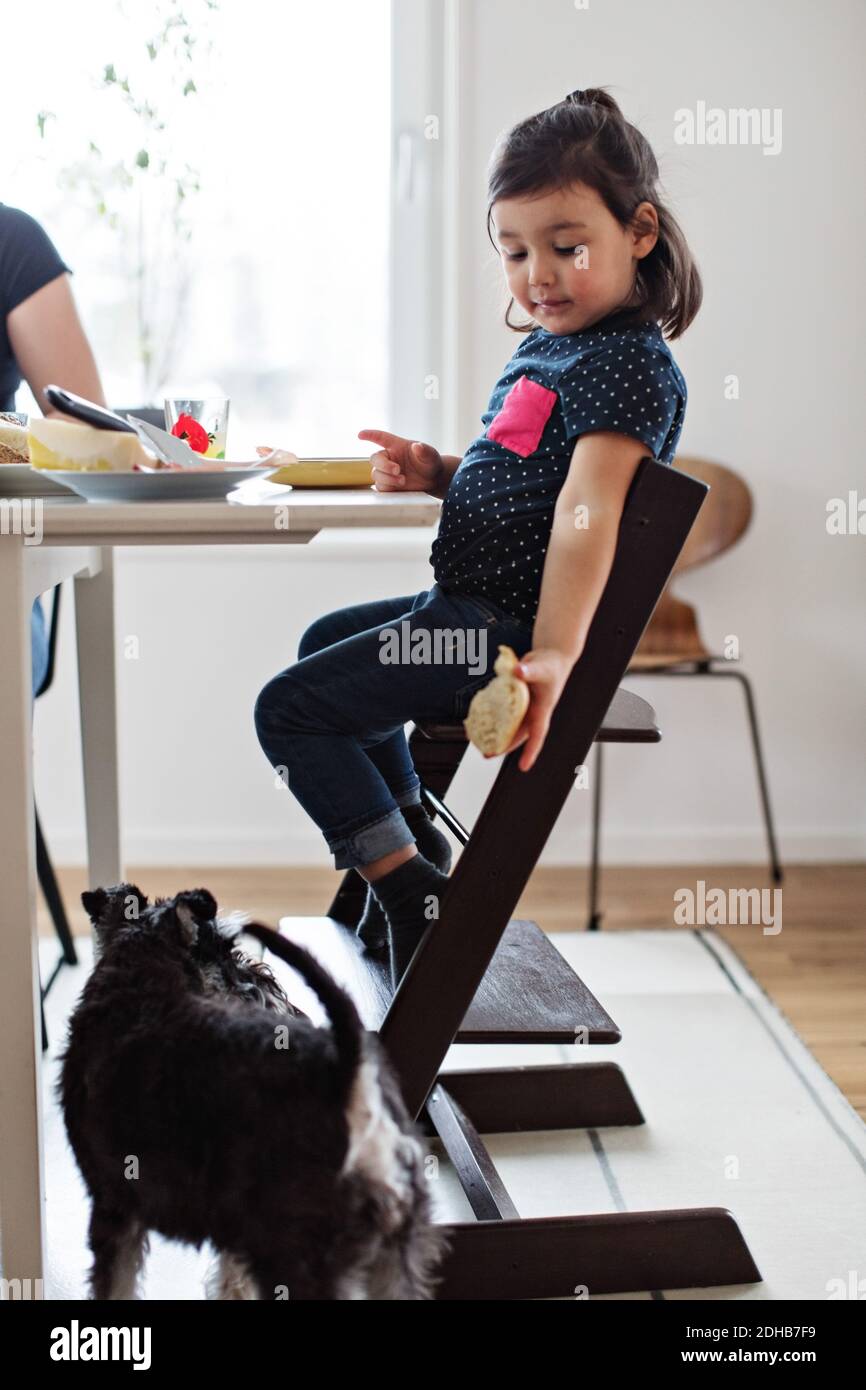 Fille donnant du pain au chien tout en étant assis à la table dedans maison Banque D'Images