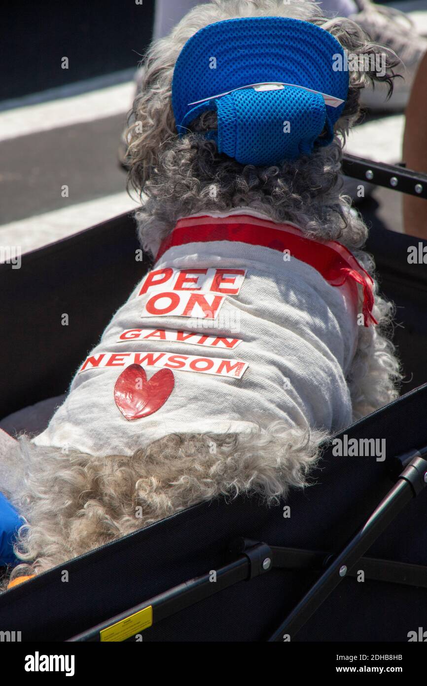 Dans un parking de Costa Mesa, CA, un chien porte un panneau dénonçant le gouverneur de Californie Gavin Newsom pour avoir exigé le port de masques au cours de la co Banque D'Images