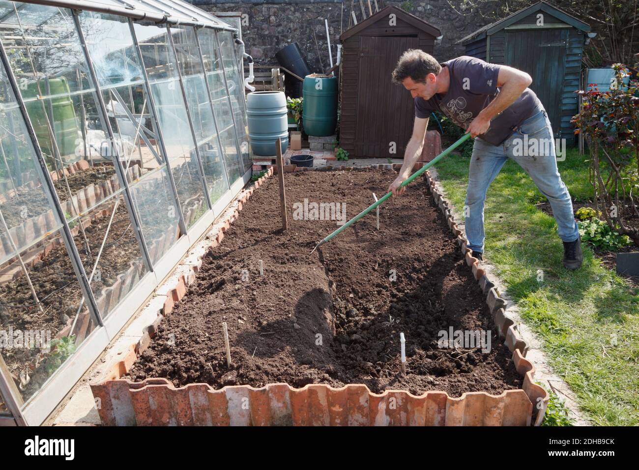 Plantation d'asperges. Une série d'images illustrant les étapes de la création d'un lit d'asperges sur une allotissement à Bristol. ROYAUME-UNI. Étape 5. Banque D'Images