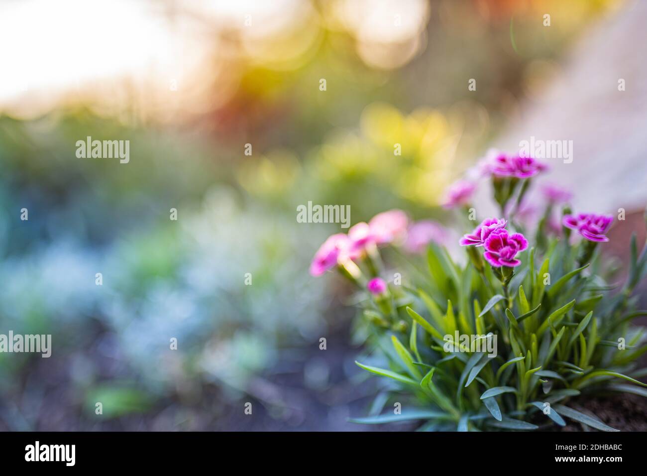 Magnifique coucher de soleil jardin à proximité, fleurs roses avec nature bokeh floue. Toile de fond fleurie paisible et relaxante, couleurs de rêve Banque D'Images