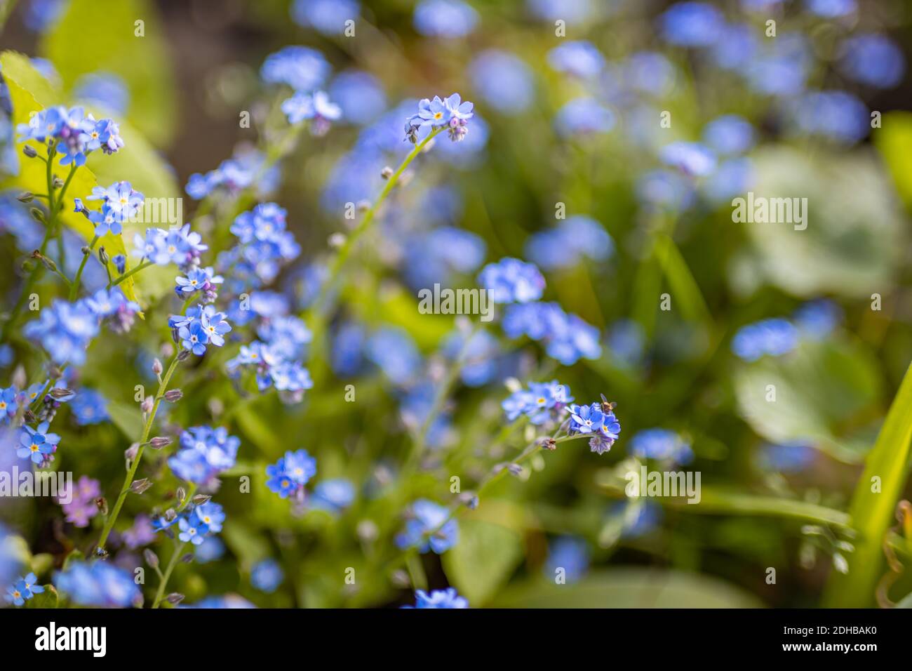 Jardin de printemps, fleurs de printemps. Oubliez-moi pas les fleurs. Couleurs relaxantes et nature du jardin. Arrière-plan floral flou, fleurs et espace de copie Banque D'Images