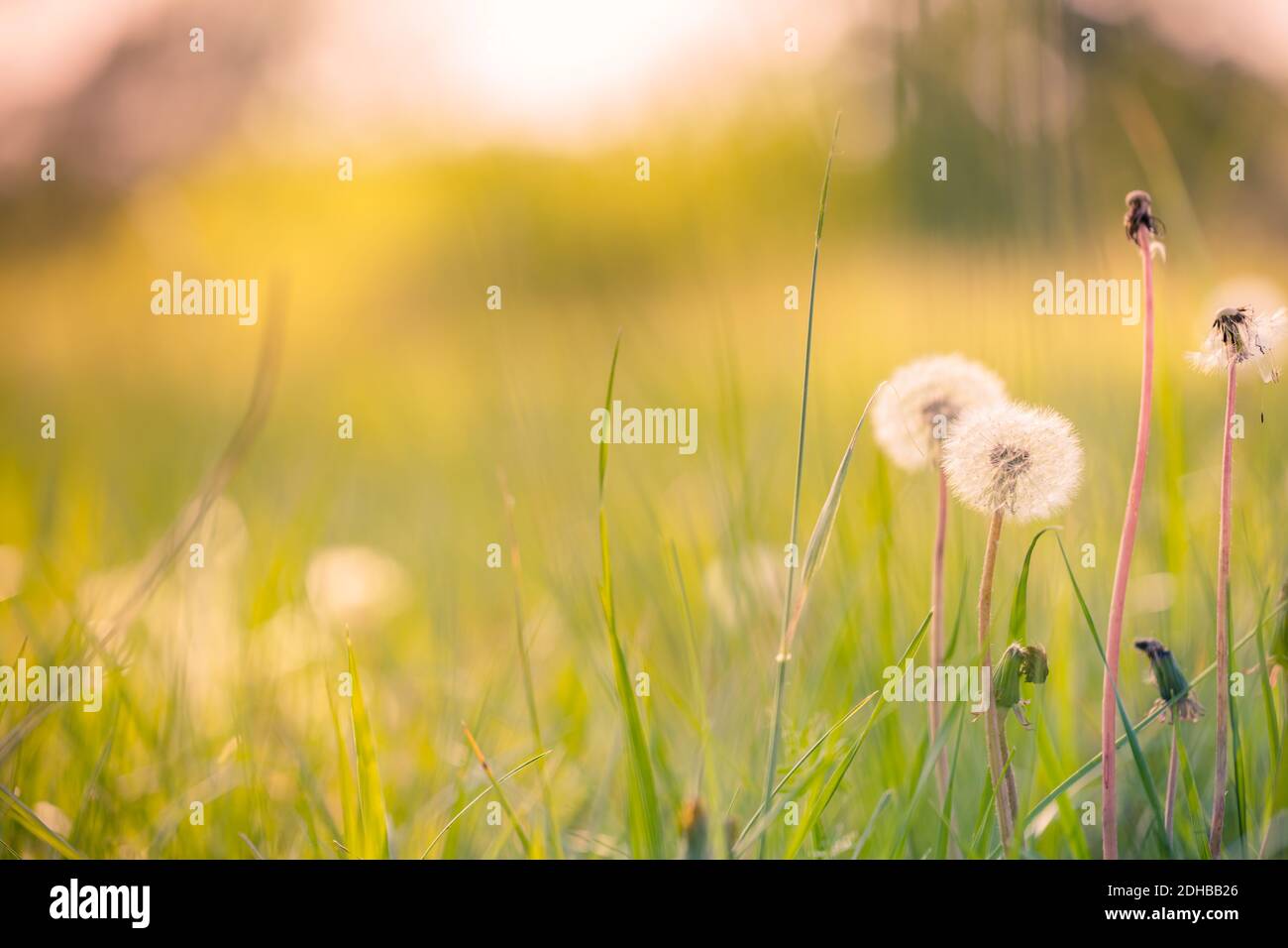 Gros plan du pissenlit sur fond naturel. Détails lumineux et délicats de la nature. Concept de nature inspirant, décor bleu et vert flou de bokeh Banque D'Images