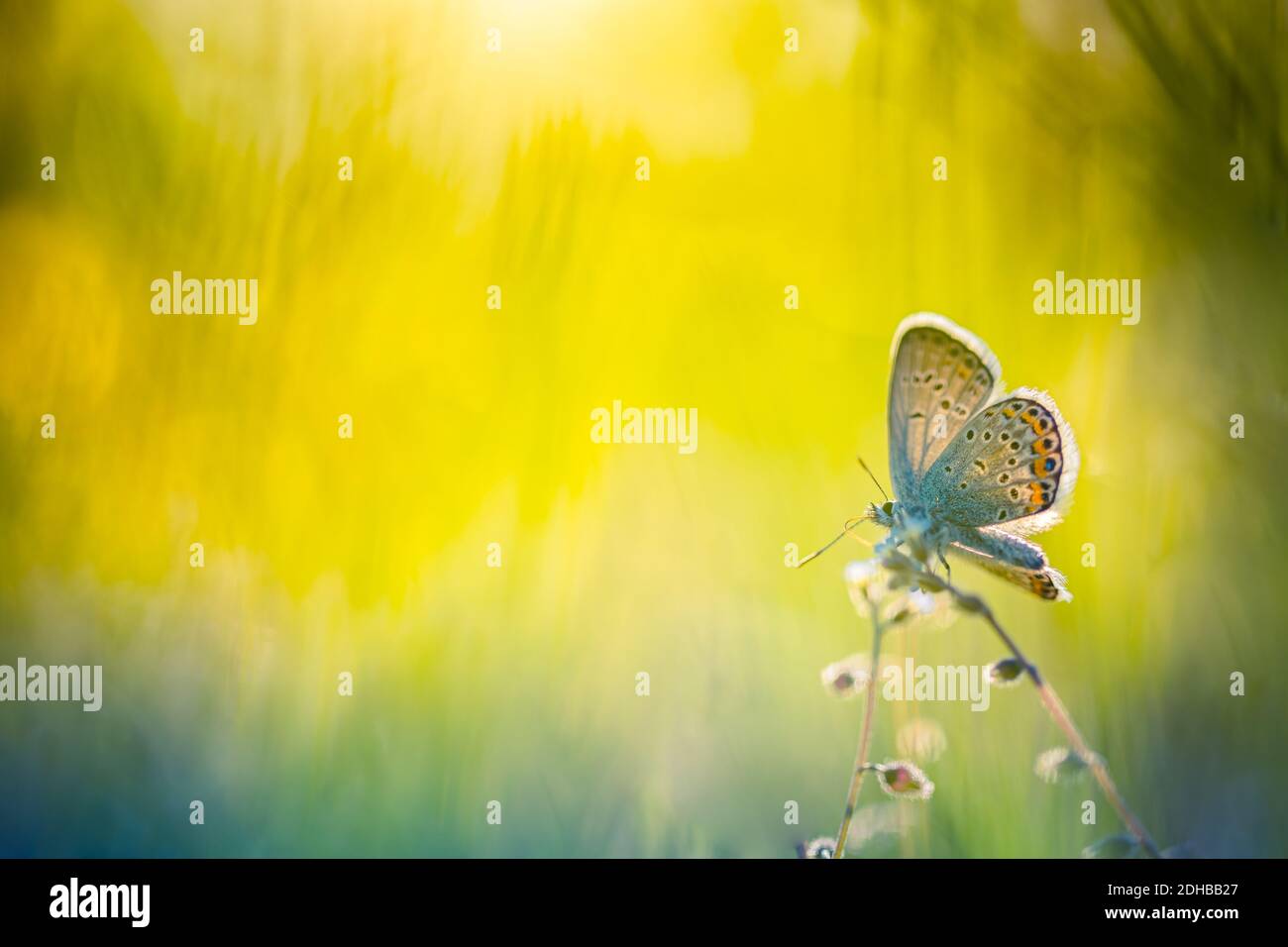 Fleurs sauvages papillon dans une nature de prairie dans les rayons du soleil en été printemps gros plan d'une macro. Concept d'arrière-plan de la nature. La beauté dans la nature Banque D'Images
