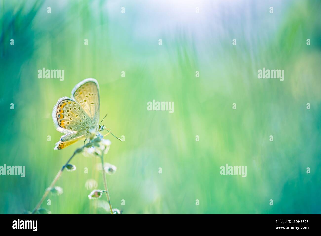 Fleurs sauvages papillon dans une nature de prairie dans les rayons du soleil en été printemps gros plan d'une macro. Concept d'arrière-plan de la nature. La beauté dans la nature Banque D'Images