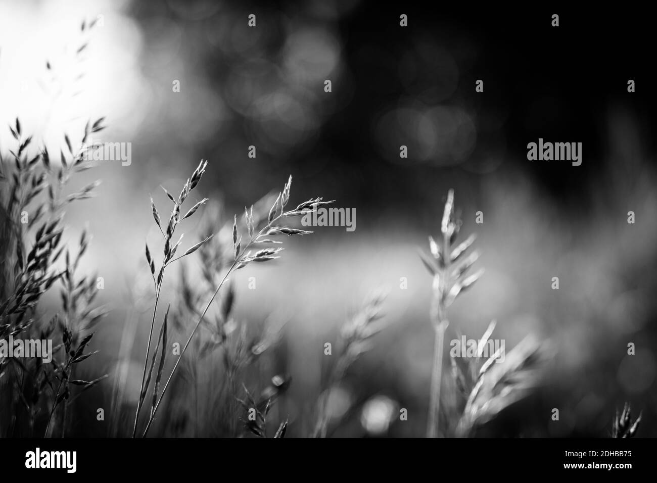 Toile de fond nature. Magnifique prairie avec fleurs sauvages sur paysage de coucher de soleil. Beauté nature champ arrière-plan avec lumière du soleil, bokeh flou herbe colorée Banque D'Images