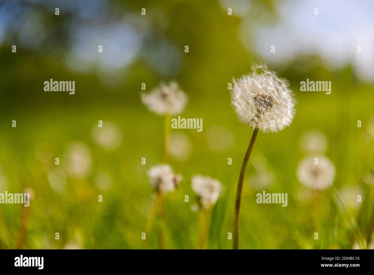 Gros plan du pissenlit sur fond naturel. Détails lumineux et délicats de la nature. Concept de nature inspirant, décor bleu et vert flou de bokeh Banque D'Images