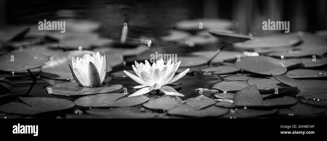 Fleur noire et blanche Lotus rose, plante aquatique avec réflexion. Spa zen concept, paisible nature proche, étang de jardin floral, processus monochrome Banque D'Images