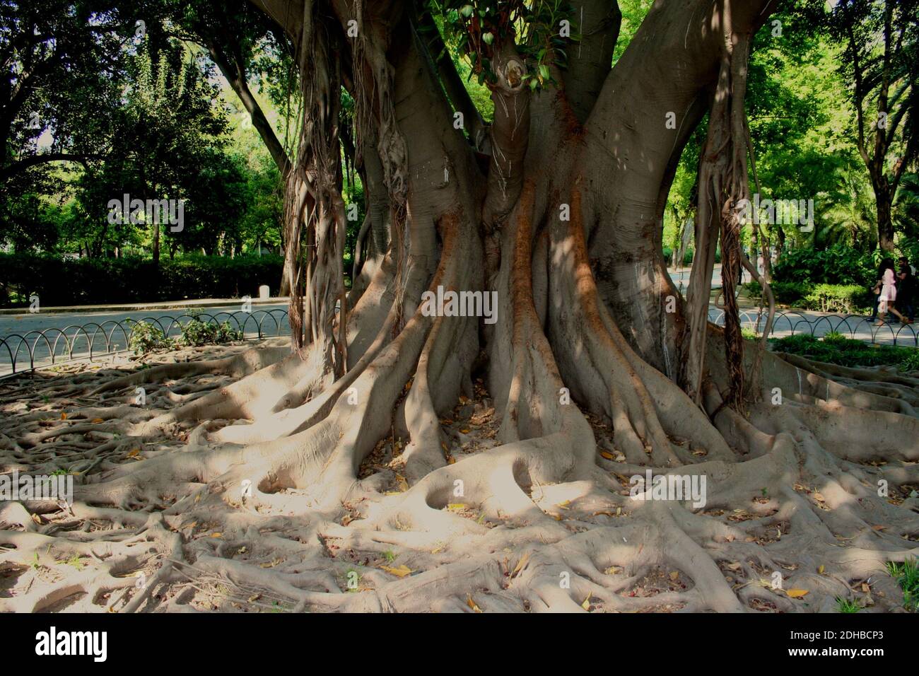 Racines de contreforts d'une grande baie Ficus macrophylla Moreton Fig Banyan Tree australien dans le parc Maria Luisa de Séville en Espagne Banque D'Images