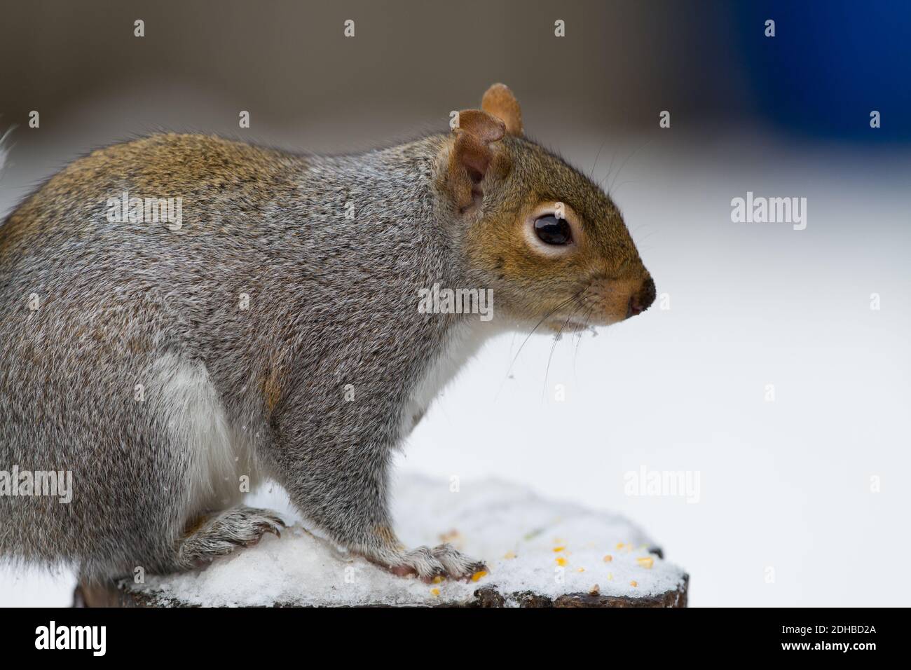 Écureuil gris. Sciurus carolinensis. Adulte unique sur une souche d'arbre enneigée. West Midlands. ROYAUME-UNI Banque D'Images