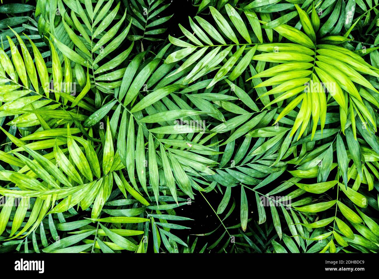 Texture de la feuille de palmier tropicale, grand feuillage de palmier nature fond vert foncé. Magnifique motif naturel, fond d'écran, modèle de carte nature Banque D'Images