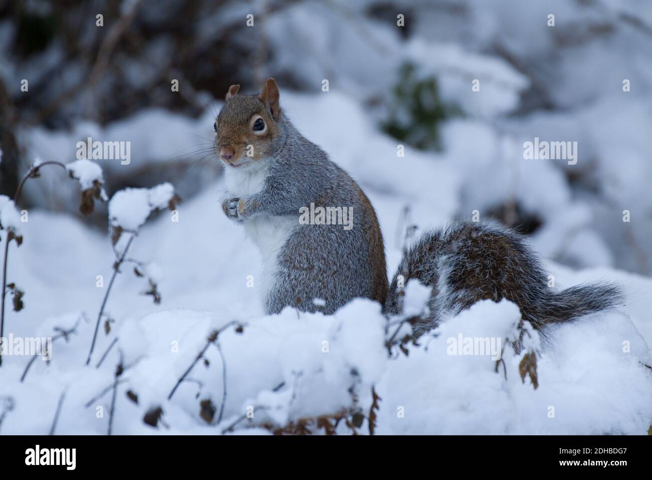 Écureuil gris. Sciurus carolinensis. Portrait d'un seul adulte dans la neige. West Midlands. ROYAUME-UNI Banque D'Images