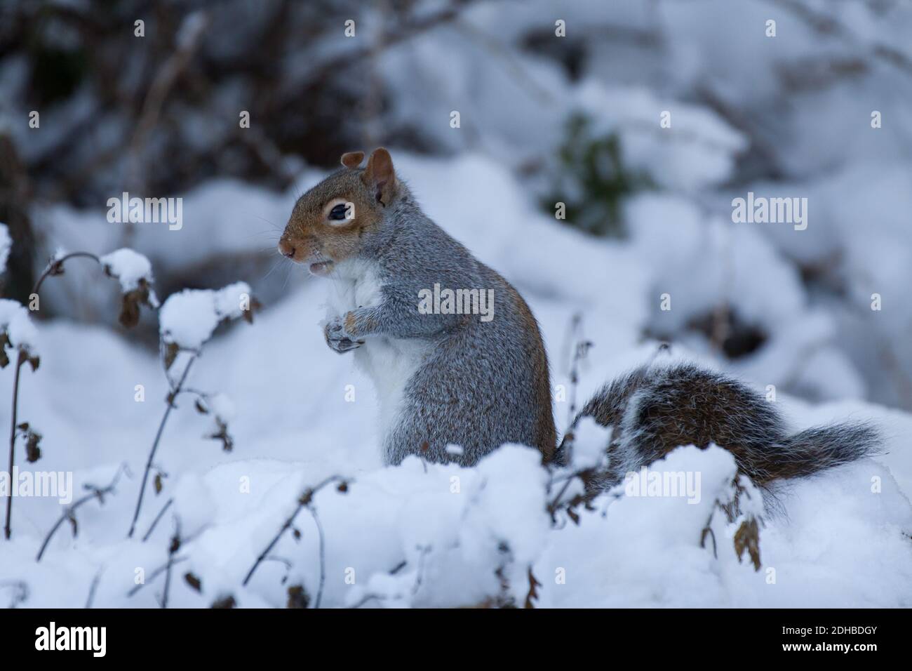Écureuil gris. Sciurus carolinensis. Portrait d'un seul adulte dans la neige. West Midlands. ROYAUME-UNI Banque D'Images