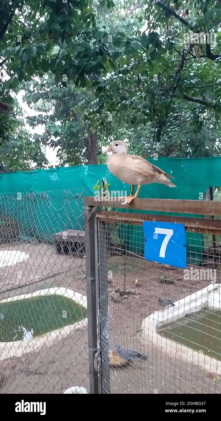 Décembre incroyable collection de photos Banque D'Images