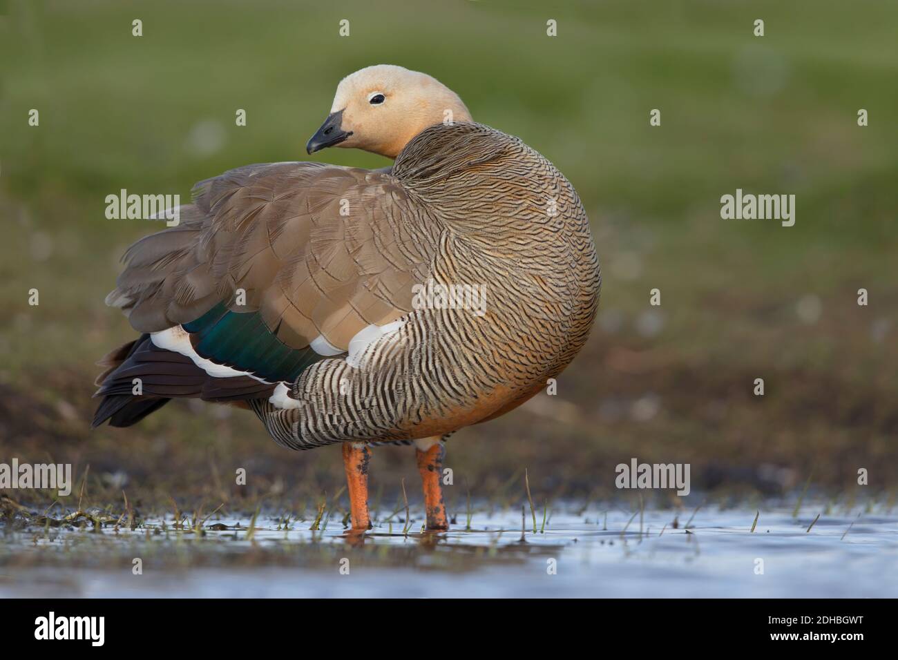 Préening à tête de Ruddy, île Sea Lion, Falkland, janvier 2018 Banque D'Images
