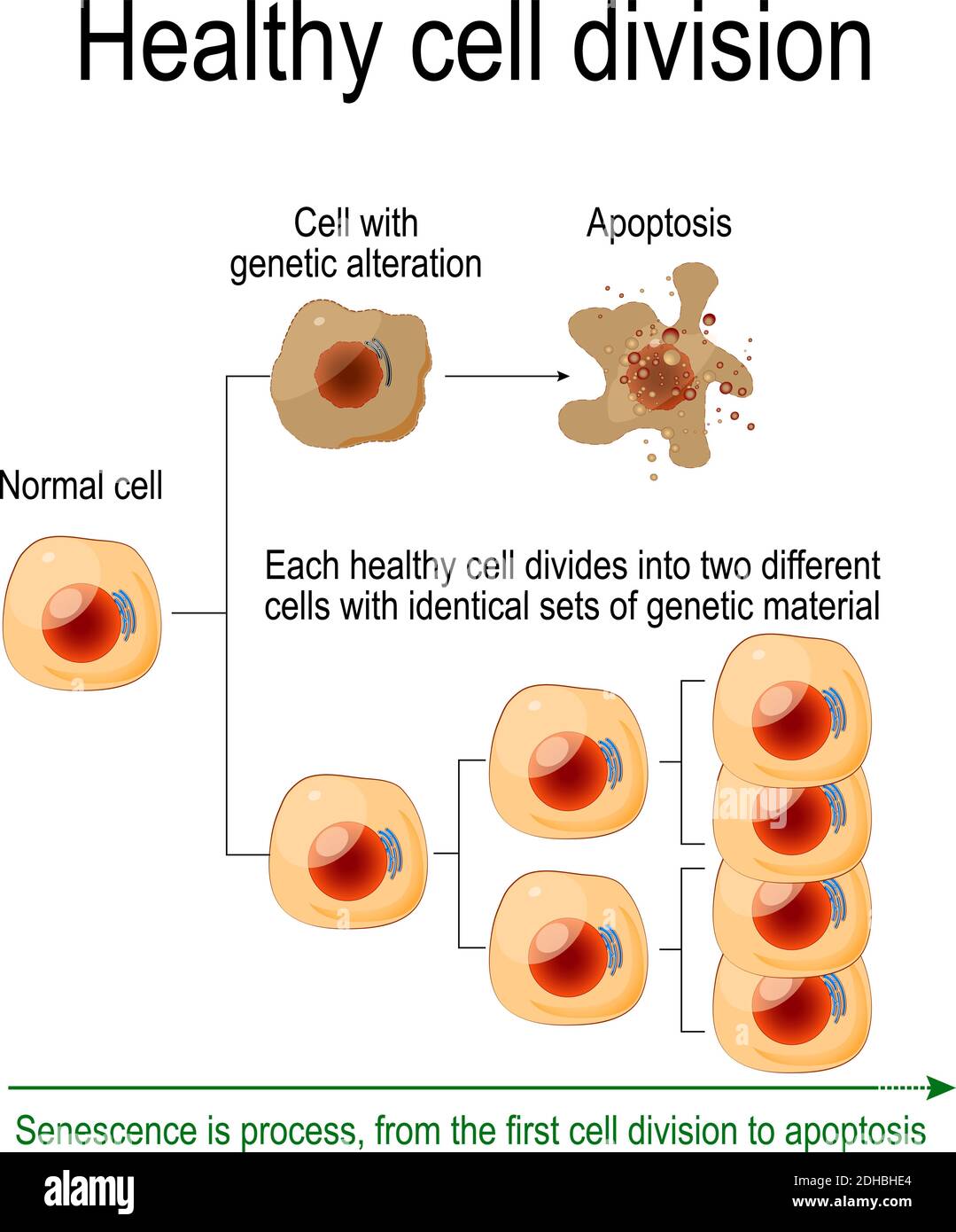 Une division cellulaire saine. Chaque cellule saine se divise en deux cellules différentes avec des ensembles identiques de matériel génétique. La sénescence est un processus Illustration de Vecteur