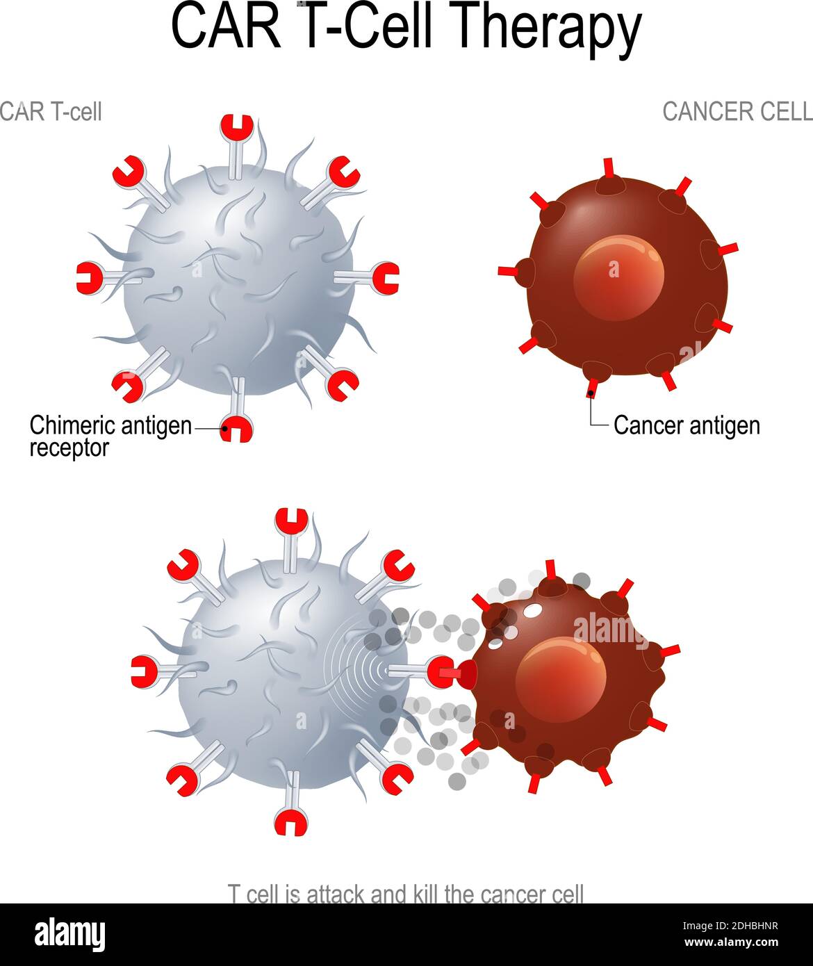 IMMUNOTHÉRAPIE CAR T. Les récepteurs artificiels des lymphocytes T sont des protéines qui ont été conçues pour le traitement du cancer (élimination des cellules tumorales). Illustration de Vecteur