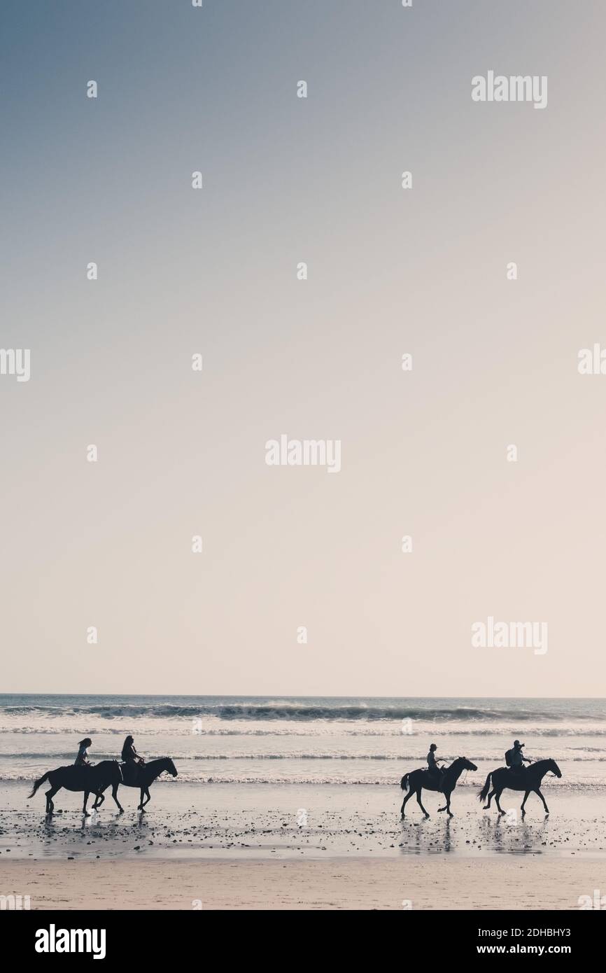 Des amis silhouettes qui ont des chevaux à la plage contre un ciel dégagé pendant coucher de soleil Banque D'Images