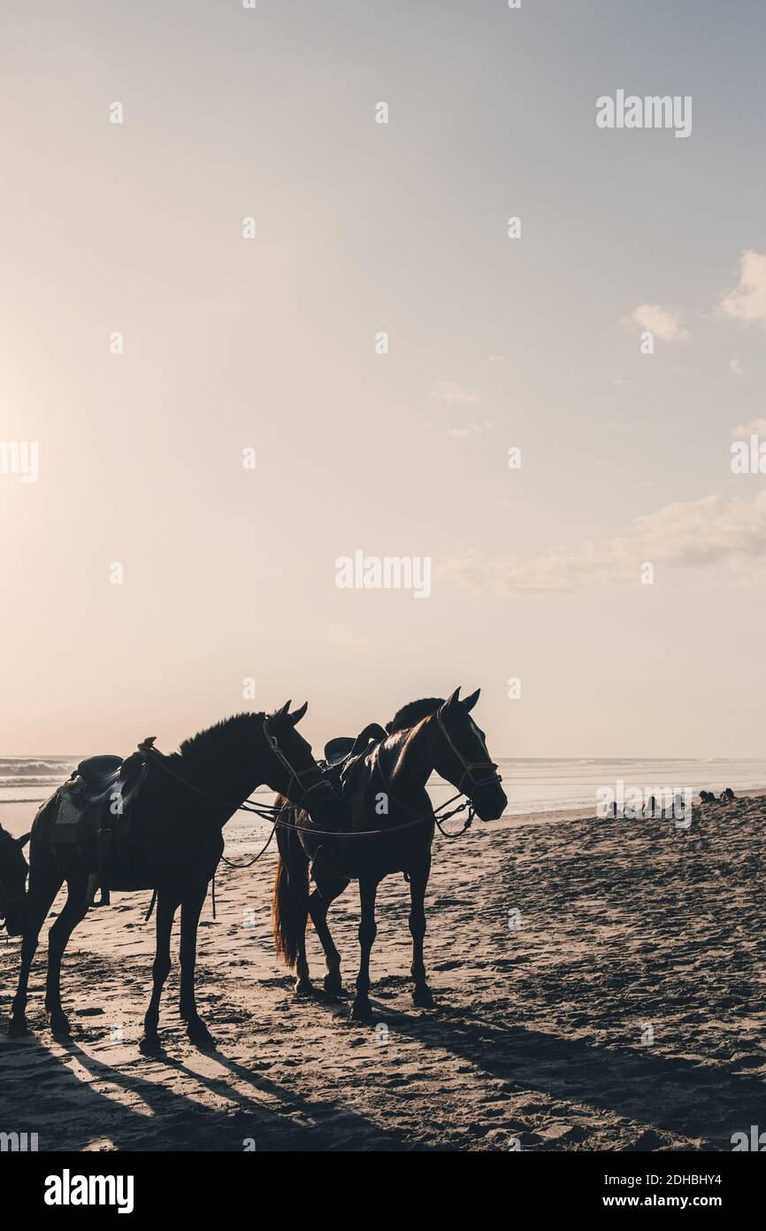 Des chevaux sur la rive à la plage contre le ciel le jour ensoleillé Banque D'Images