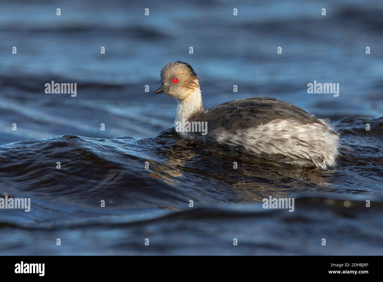 Grèbe argenté, lac d'eau douce, île Sea Lion, Falkland, janvier 2018 Banque D'Images