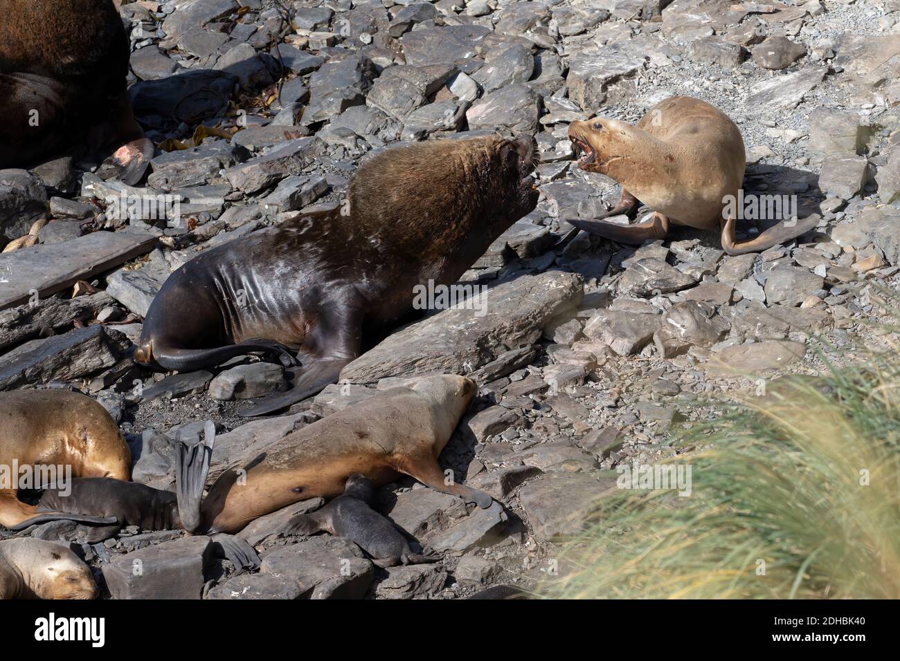 Lion de mer du sud, île Sea Lion, Falkland, janvier 2018 Banque D'Images